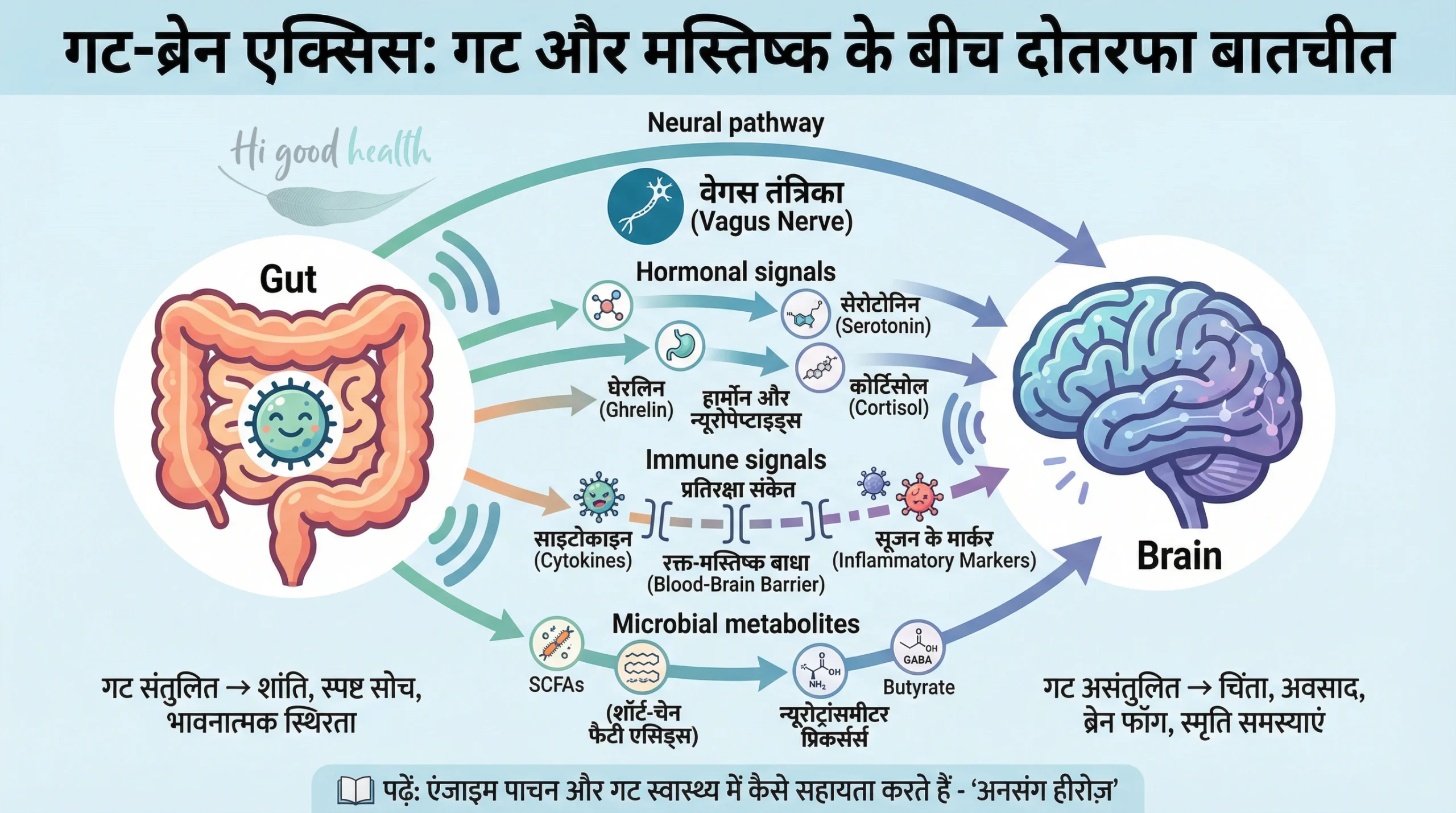 गट–ब्रेन ऐक्सिस, न्यूरल, हार्मोनल, इम्यून और माइक्रोबियल सिग्नल | Gut–Brain Axis, neural, hormonal, immune & microbial signals – 2D infographic