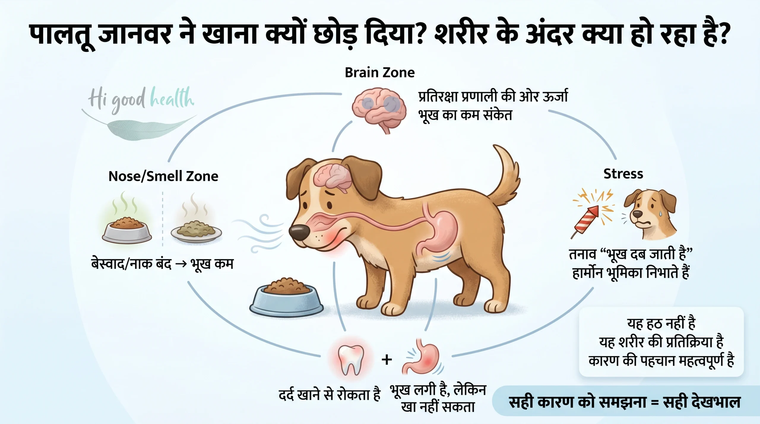मेरा कुत्ता या बिल्ली खाना क्यों नहीं खा रही? — वजह जानें, सही कदम उठाएँ 3 Dog and cat not eating Hindi 2 scaled