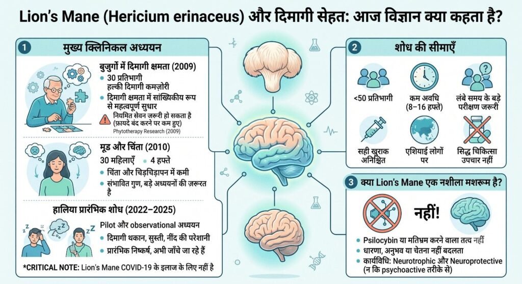 इन्फोग्राफिक: लायन्स मेन और दिमागी सेहत पर विज्ञान क्या कहता है — मुख्य क्लिनिकल अध्ययन, शोध की सीमाएँ और यह नशीला मशरूम नहीं है