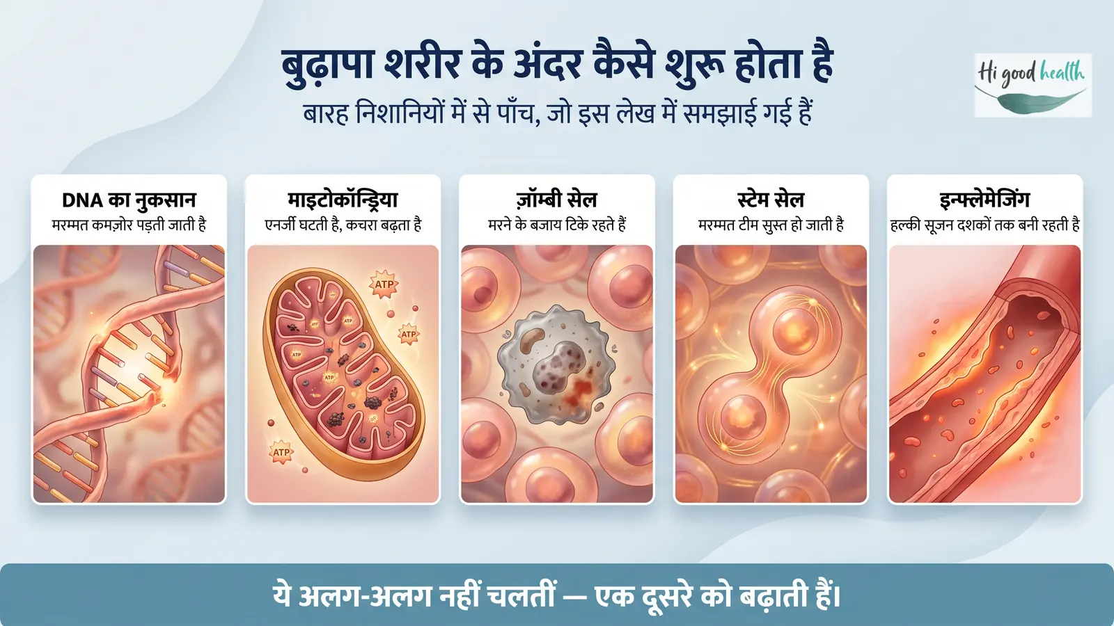 क्या इंसान का बुढ़ापा पलट सकता है? रिवर्स एजिंग की साइंस — भाग 1 4 बुढ़ापा शरीर के अंदर कैसे शुरू होता है — DNA का नुकसान, माइटोकॉन्ड्रिया की गिरती कार्यक्षमता, ज़ॉम्बी सेल, सुस्त पड़ते स्टेम सेल और दशकों तक बनी रहने वाली हल्की सूजन; ये अलग-अलग नहीं चलतीं, एक दूसरे को बढ़ाती हैं