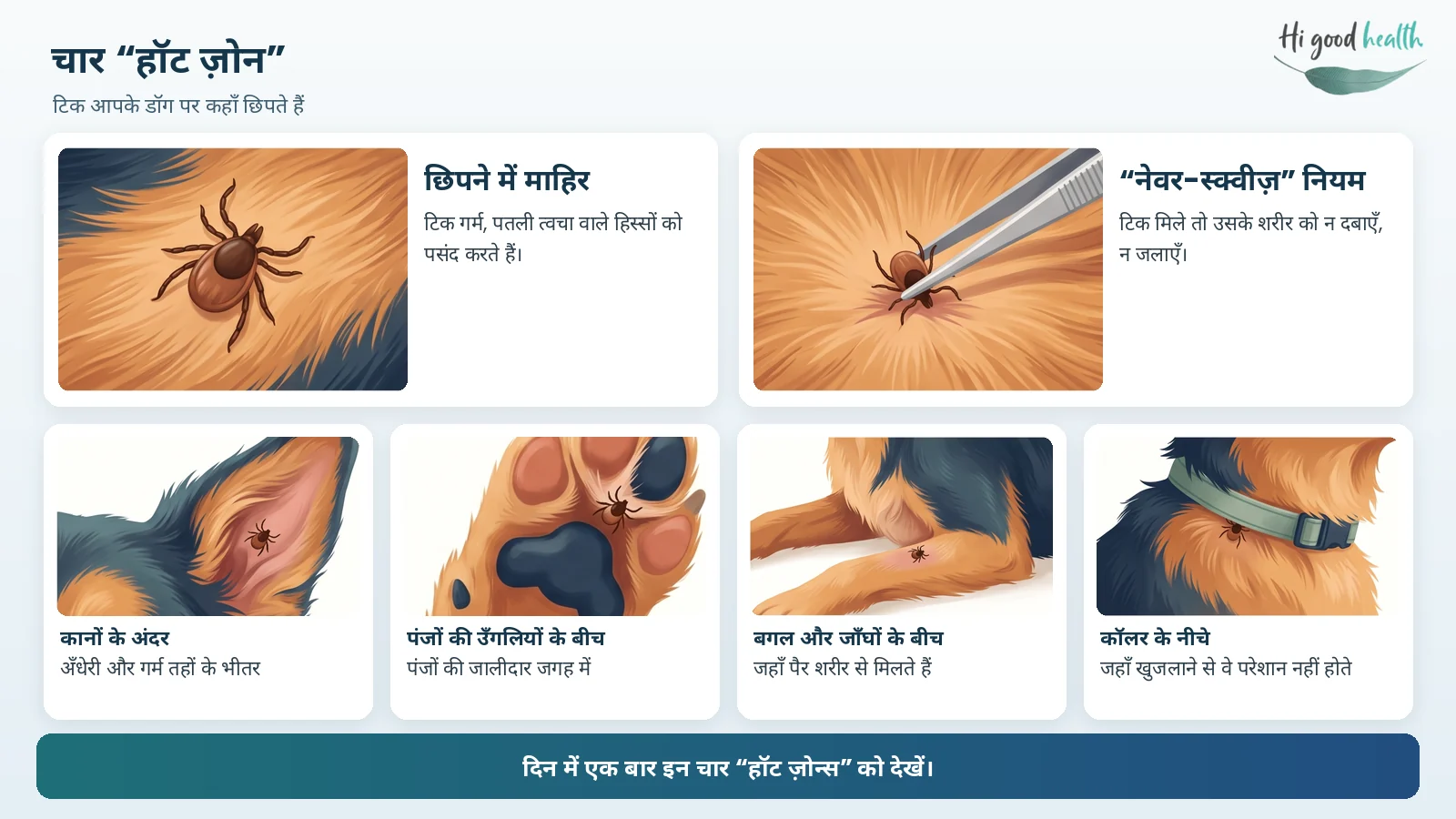 चार “हॉट ज़ोन” जहाँ टिक डॉग पर छिपते हैं — कानों के अंदर, पंजों की उँगलियों के बीच, बगल और जाँघों के बीच, और कॉलर के नीचे — साथ में याद दिलाया गया है कि टिक को न दबाएँ, न जलाएँ