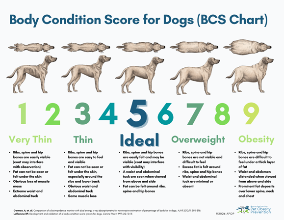 The Hidden Cost of Pet Obesity: How It Impacts Your Wallet, Your Pet's Happiness, and Your Family 4 Practical Solutions for Healthier, Happier Pets