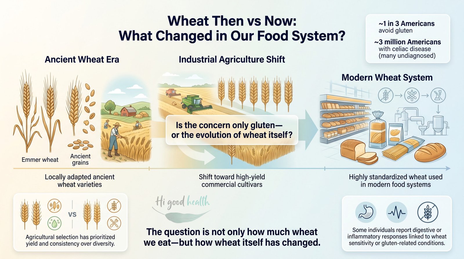 Infographic on what changed in the wheat food system, from locally adapted emmer and ancient grains through the industrial agriculture shift to highly standardised modern wheat, asking whether the concern is only gluten or the evolution of wheat itself