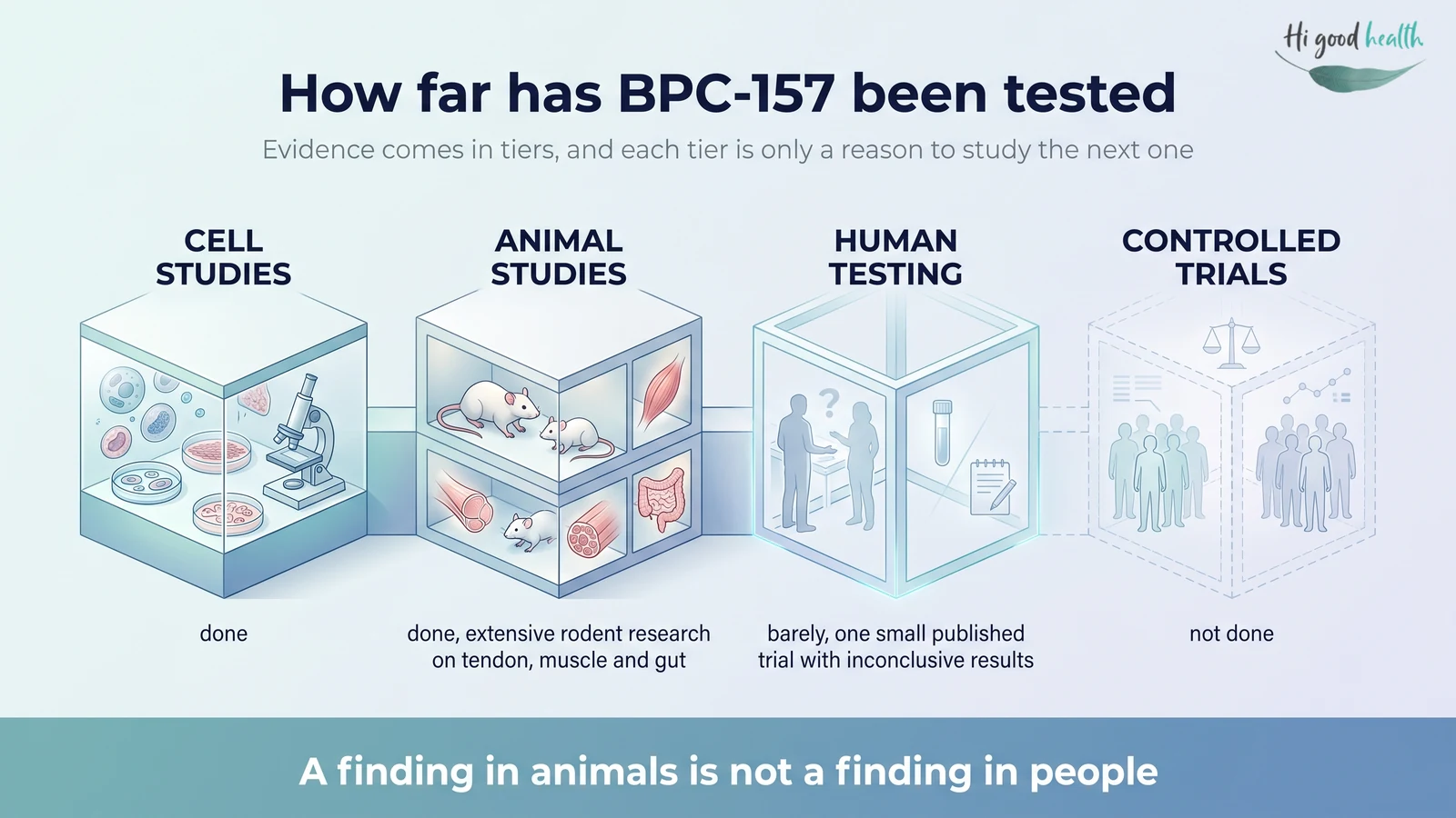 Infographic: the four tiers of medical evidence &mdash; cells, animals, humans and controlled trial &mdash; showing BPC-157 has reached only the animal tier, with human testing and controlled trials both not done.