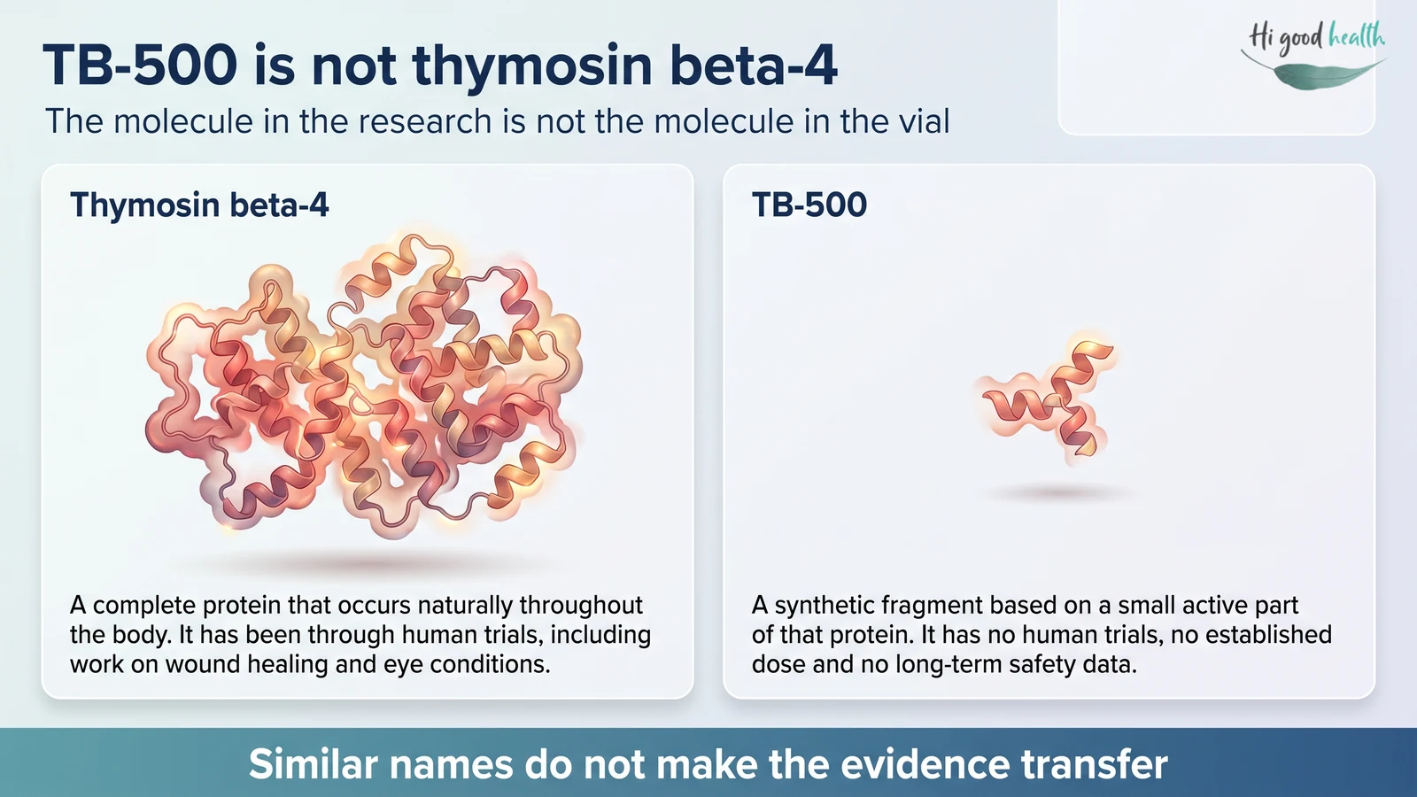 TB-500 in India: What It Is, What the Evidence Shows, and Why Athletes Cannot Touch It 3 Infographic comparing thymosin beta-4, the natural protein that has been through human clinical trials, with TB-500, the synthetic fragment sold in vials, which has no human trials, no established dose and no long-term safety data.