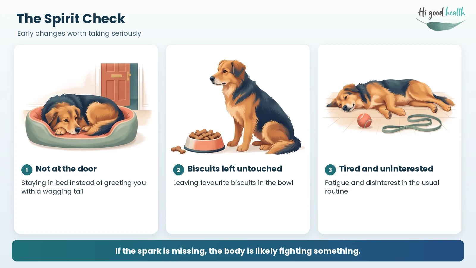 The Spirit Check: three early signs of tick fever in a dog — staying in bed instead of greeting you at the door, leaving favourite biscuits untouched, and fatigue with no interest in the usual routine