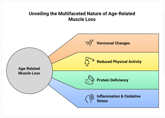 Factors causing Age-Related Muscle Loss 
