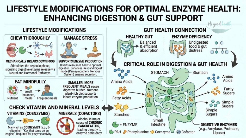 The Unsung Heroes: How Enzymes Power Your Body and Drive Digestion 4 Lifestyle Modifications