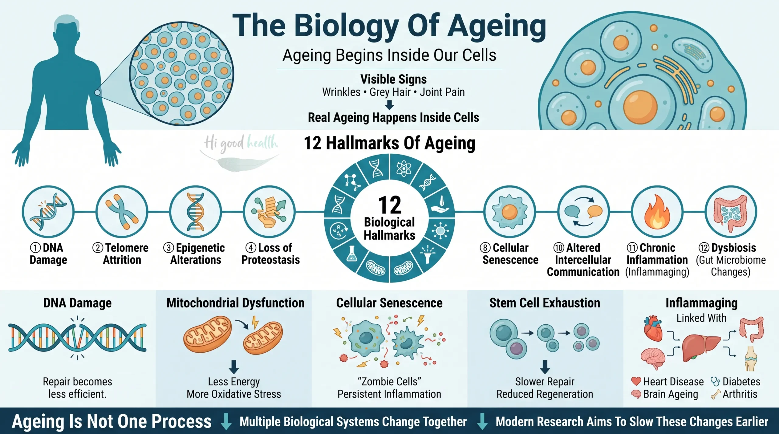 How Close Are We to Reversing Aging in Humans? | Part 1 5 Reverse aging 3 scaled