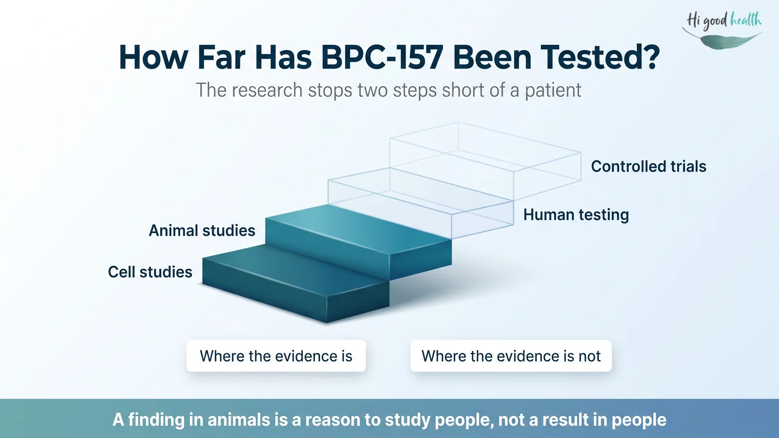 BPC-157: What the Evidence Actually Shows, and Where It Stands in 2026 3 A four-step staircase of medical evidence in which cell studies and animal studies are built and solid, while human testing and controlled trials remain unbuilt outlines. BPC-157 research stops at the animal step.
