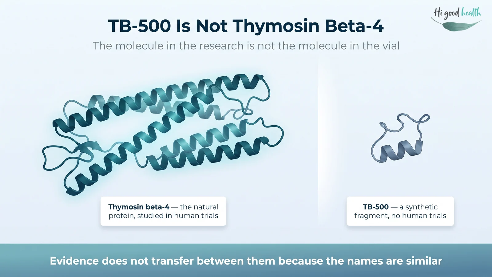 Thymosin beta-4, a large complete protein that has been studied in human trials, shown beside TB-500, a much smaller synthetic fragment with no human trials. Evidence from one does not transfer to the other.