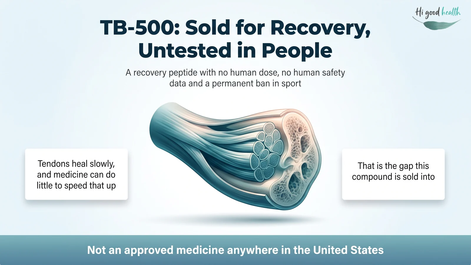Cross-section of a human tendon attaching to bone. TB-500 is sold as a recovery peptide but has no established human dose, no human safety data, and is not an approved medicine anywhere in the United States.