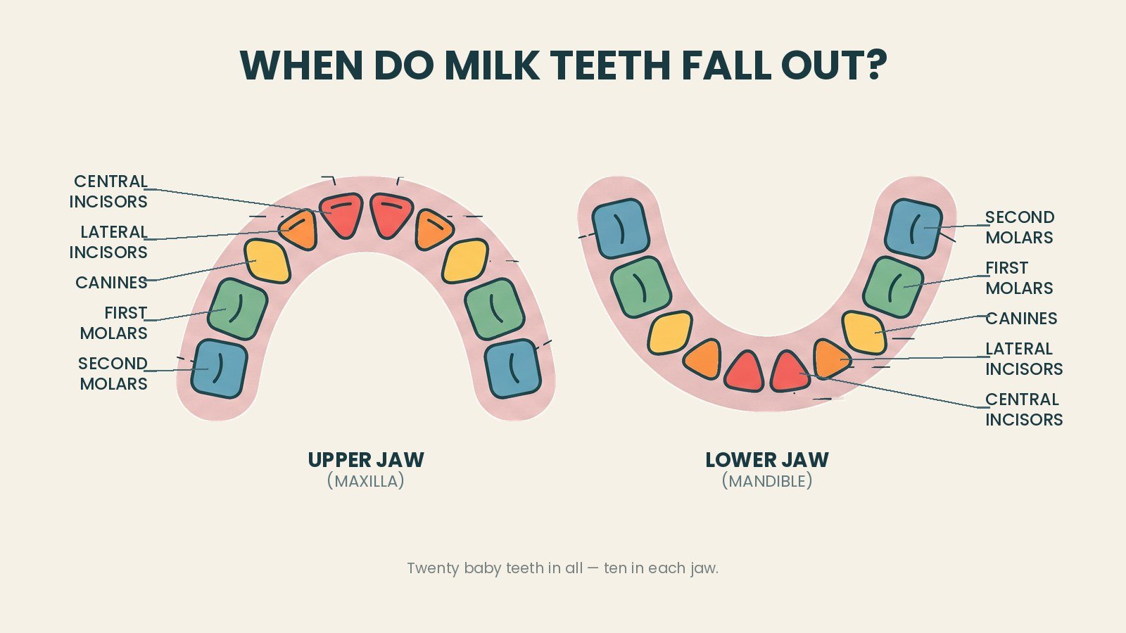 Milk Teeth Falling Out: Age, Order, Timeline, and What Parents Should Know 4 Chart of the upper and lower jaws showing the twenty baby teeth colour-coded by type, with central incisors, lateral incisors, canines, first molars and second molars labelled in each jaw.