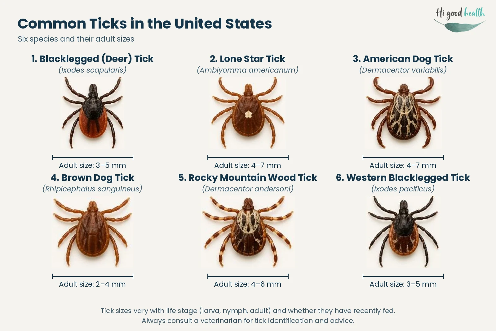 Recognizing the Signs: What Every US Pet Parent Must Watch For | Ticks & Skin: Pet Diseases | Part 2 3 Identification chart of six common United States ticks with their adult sizes: blacklegged (deer) tick 3–5 mm, lone star tick 4–7 mm, American dog tick 4–7 mm, brown dog tick 2–4 mm, Rocky Mountain wood tick 4–6 mm and western blacklegged tick 3–5 mm